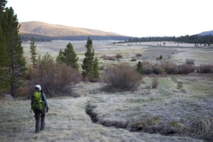 Whitney Meadow at dusk, Golden Trout Wilderness.