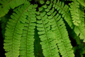The brilliant five-finger fern that lines the canyon walls of Fern Canyon.