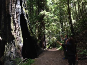 A basal hollow carved by fire like the one in this coast redwood can provide needed shelter for bats.