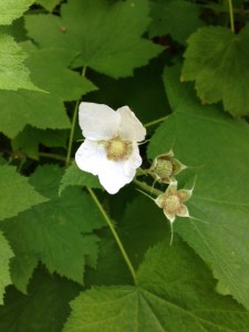 White flowers of thimbleberry turn into spectacular red berries in the summer. Are the berries ripe in your neck of the woods?