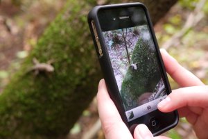 Smartphones enable volunteers to record observations of plants and animals they see. These data contribute to large datasets mined by scientists to understand where populations of organisms are thriving today and track their movements over time. Photo by Michael Limm.