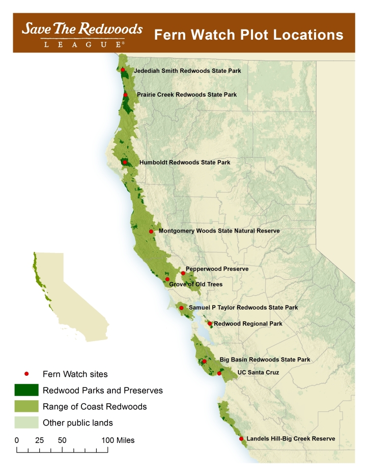 With help of volunteers, we track how climate shapes Western sword fern every year in these 11 forests.