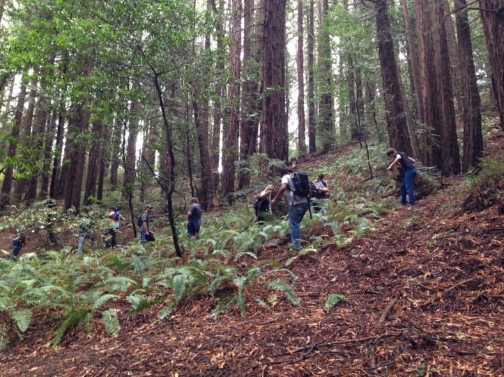Las Positas Community College students get their fern on and collect Fern Watch data.
