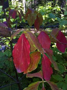 red dogwood