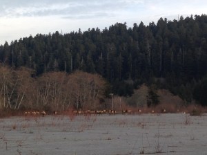 It's time to restore the meadows so these Roosevelt elk no longer have to pound the pavement in the Prairie Creek Corridor.