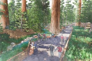 This drawing shows how the upgraded Mariposa Grove trails will protect sensitive giant sequoia habitat while still giving visitors the amazing views of the forest. Image courtesy of the Yosemite Conservancy.