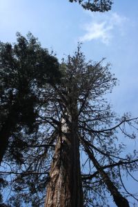 A close up photograph of a dangerously sparse giant sequoia crown at Giant Forest. I'm crossing my fingers it pulls through.
