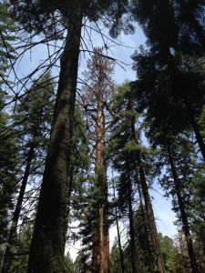 At Giant Forest, this middle-aged giant sequoia has lost most of its leaves at this point in the drought.
