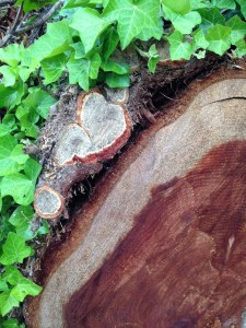 Brilliant green ivy leaves (left) cover the 2-inch wide ivy vine shown in cross-section on the outside of the this fallen coast redwood trunk (right). 