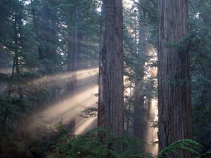 Sun filters through the Cathedral-like coast redwood forest of Jedediah Smith Redwoods State Park. Photo by Stephen Sillett. 