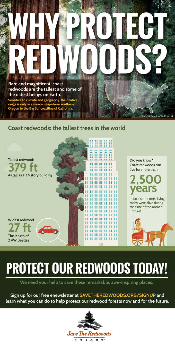 redwoods-infographic-height-v2